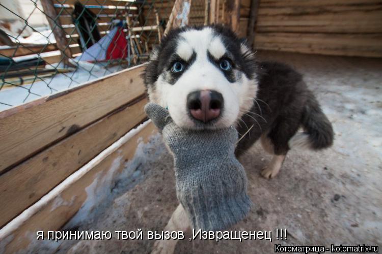 Котоматрица: я принимаю твой вызов ,Извращенец !!!