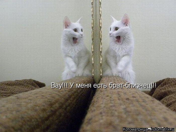Котоматрица: Вау!!! У меня есть брат-близнец!!!