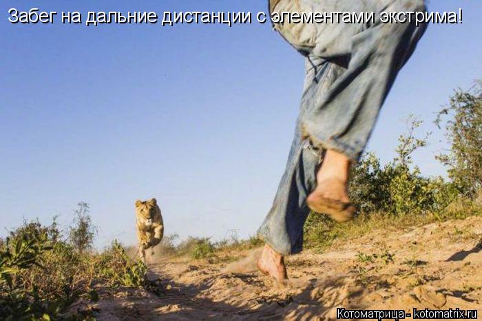Котоматрица: Забег на дальние дистанции с элементами экстрима!
