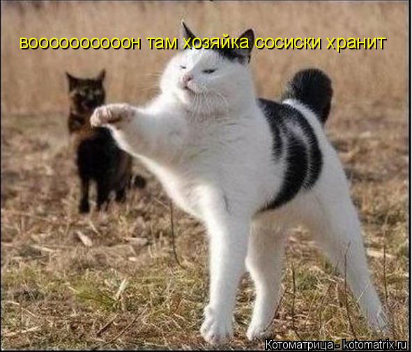 Котоматрица: воооооооооон там хозяйка сосиски хранит