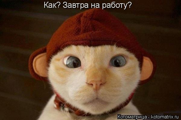 Как? Завтра на работу?... Котоматрица: Как? Завтра на работу?