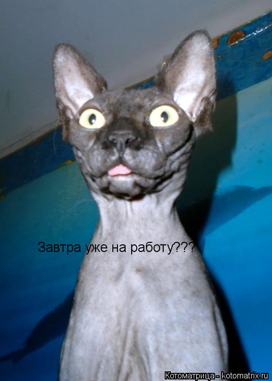Котоматрица: Завтра уже на работу???
