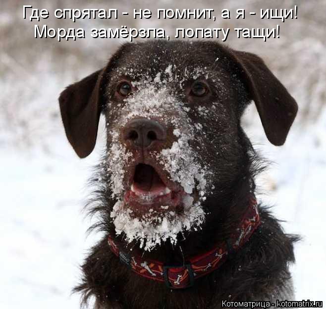 Котоматрица: Где спрятал - не помнит, а я - ищи! Морда замёрзла, лопату тащи!