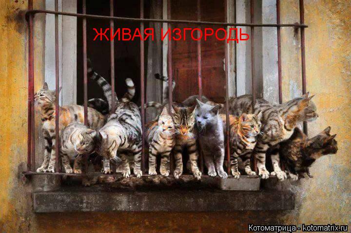 ЖИВАЯ ИЗГОРОДЬ... Котоматрица: ЖИВАЯ ИЗГОРОДЬ