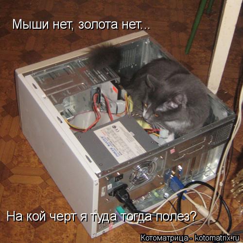 Котоматрица: Мыши нет, золота нет... На кой черт я туда тогда полез?