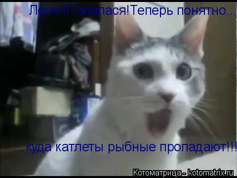 Котоматрица: Лося!!Попалася!Теперь понятно... куда  ...куда катлеты рыбные пропадают!!!