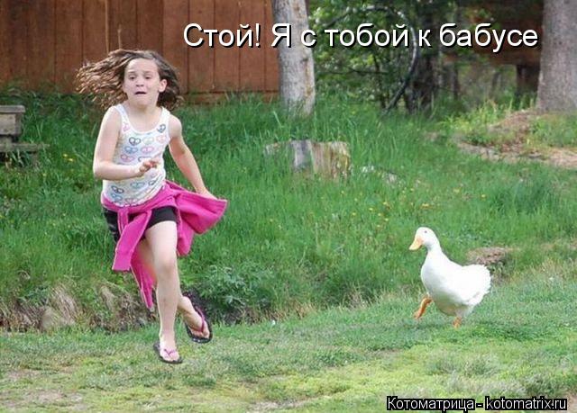 Котоматрица: Стой! Я с тобой к бабусе
