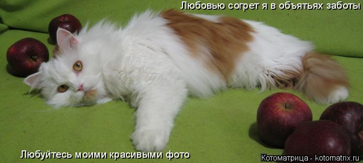 Котоматрица: Любуйтесь моими красивыми фото Любовью согрет я в объятьях заботы