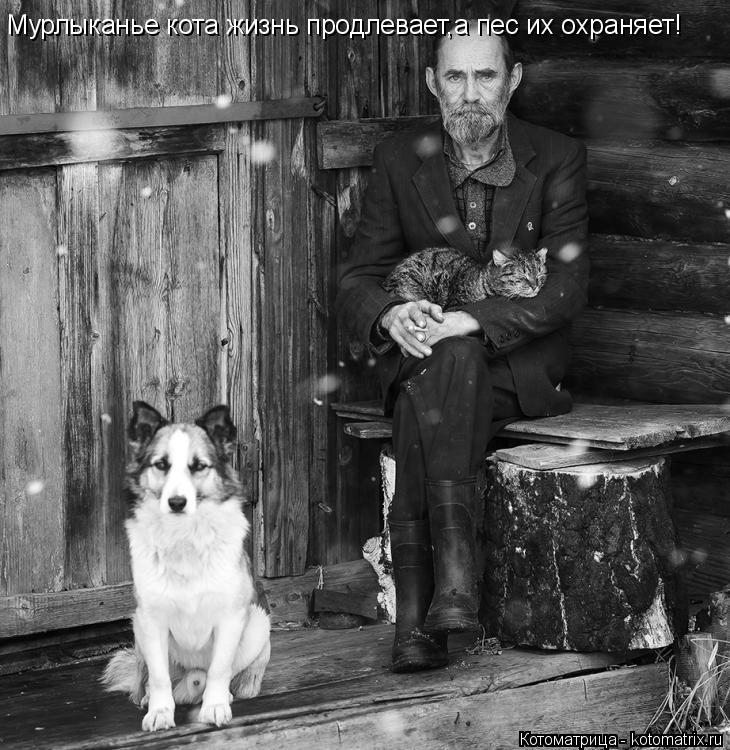 Котоматрица: Мурлыканье кота жизнь продлевает,а пес их охраняет!