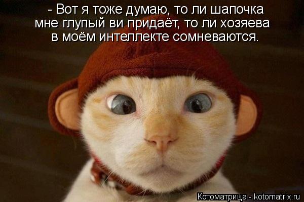 - Вот я тоже думаю, то ли шапочка мне глупый ви придаёт, то ли хозяева в моём интеллекте сомневаются... Котоматрица: - Вот я тоже думаю, то ли шапочка мне глупый ви придаёт, то ли хозяева в моём интеллекте сомневаются.