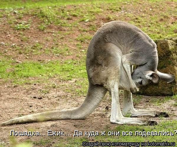 Лошадка... Ежик.... Да куда ж они все подевались?... Котоматрица: Лошадка... Ежик.... Да куда ж они все подевались?