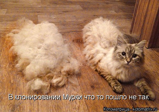 Котоматрица: В клонировании Мурки что то пошло не так
