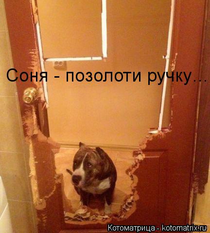 Котоматрица: Соня - позолоти ручку…
