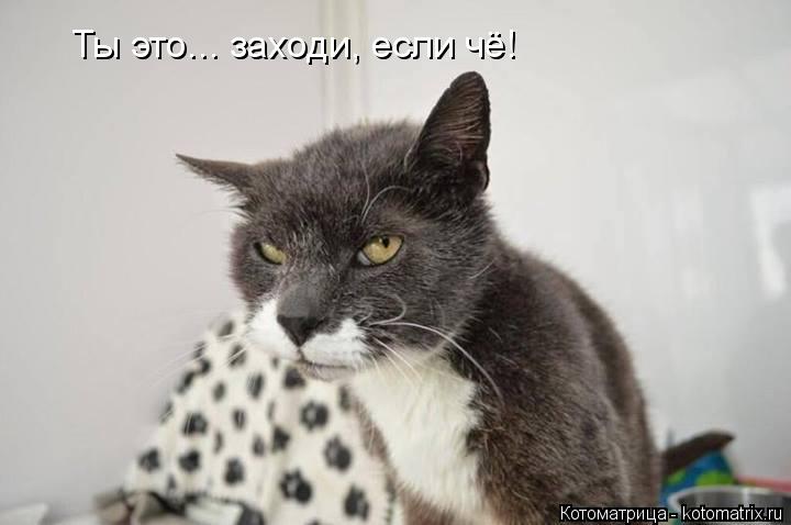 Котоматрица: Ты это... заходи, если чё!