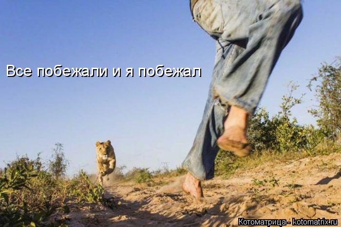Котоматрица: Все побежали и я побежал