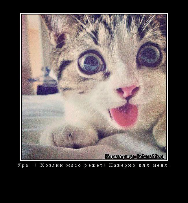 Котоматрица: Ура!!! Хозяин мясо режет! Наверно для меня! 