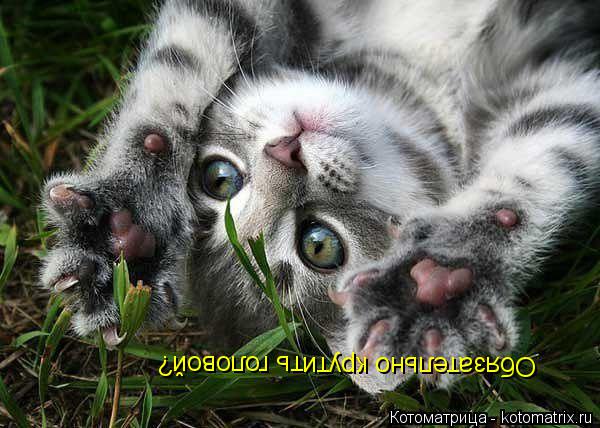 Котоматрица: Обязательно крутить головой?