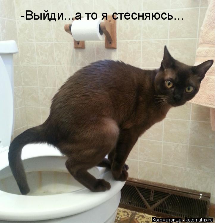 Котоматрица: -Выйди...а то я стесняюсь...