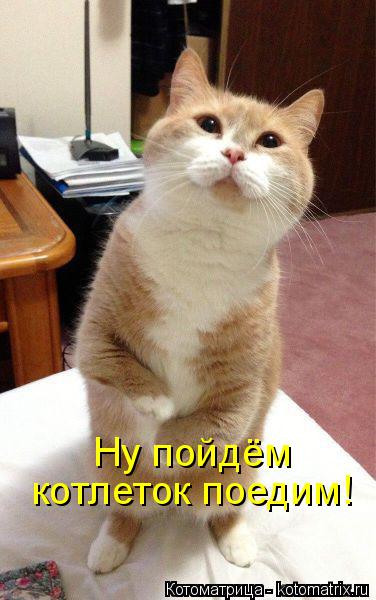 Котоматрица: Ну пойдём котлеток поедим!