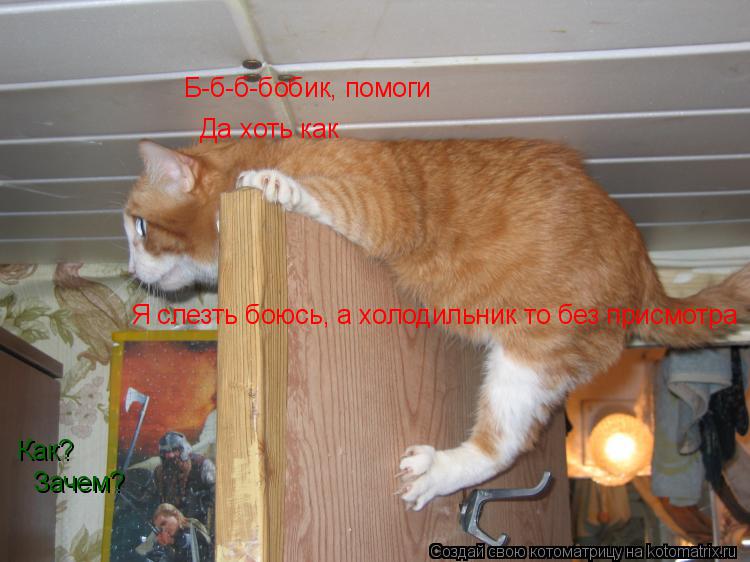 Котоматрица: Б-б-б-бобик, помоги Как? Да хоть как Зачем? Я слезть боюсь, а холодильник то без присмотра