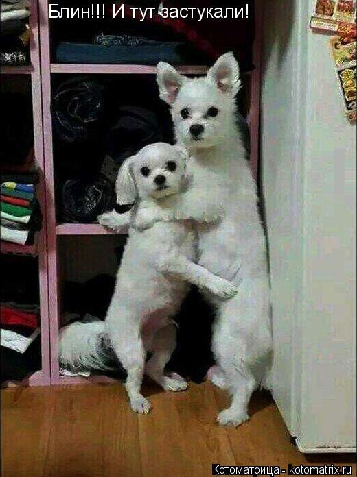 Котоматрица: Блин!!! И тут застукали!