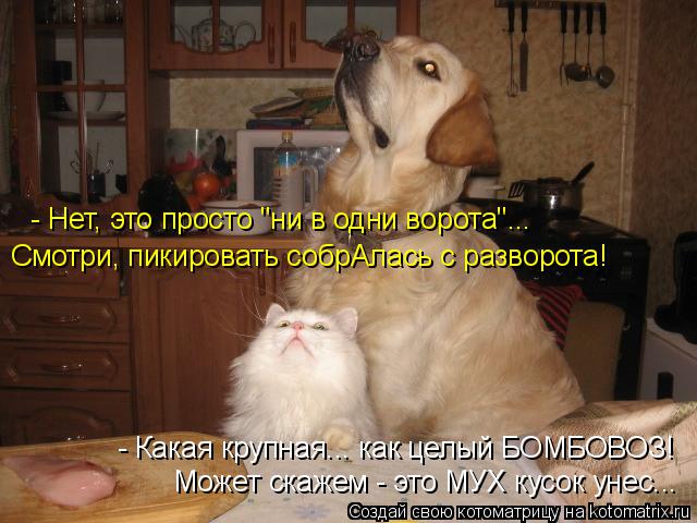 Котоматрица: - Нет, это просто "ни в одни ворота"... Смотри, пикировать собрАлась с разворота! - Какая крупная... как целый БОМБОВОЗ! Может скажем - это МУХ кус