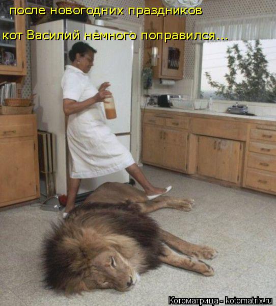 кот Василий немного поправился... после новогодних праздников... Котоматрица: кот Василий немного поправился... после новогодних праздников