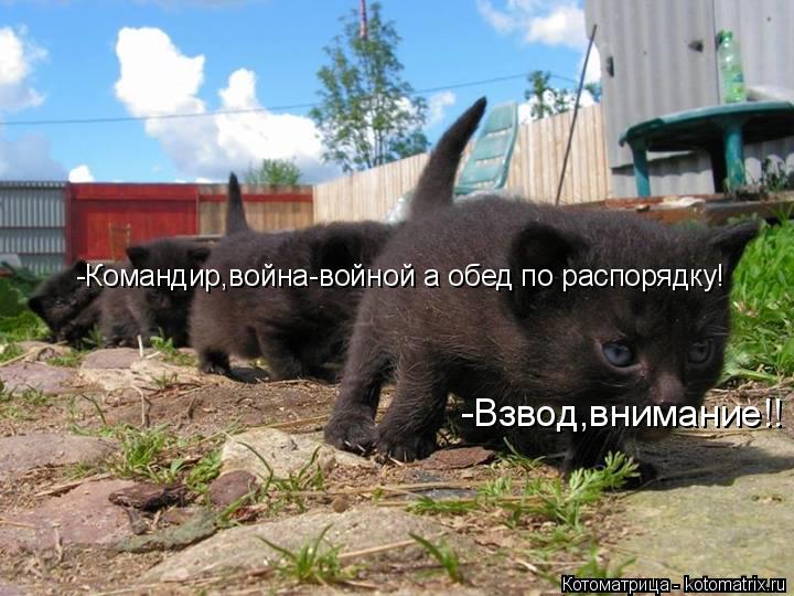 Котоматрица: -Командир,война-войной а обед по распорядку! -Взвод,внимание!!