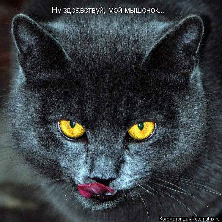 Ну здравствуй, мой мышонок...... Котоматрица: Ну здравствуй, мой мышонок...