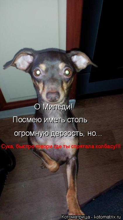 Котоматрица: О Миледи! Посмею иметь столь огромную дерзость, но... Сука, быстро говори где ты спрятала колбасу!!!