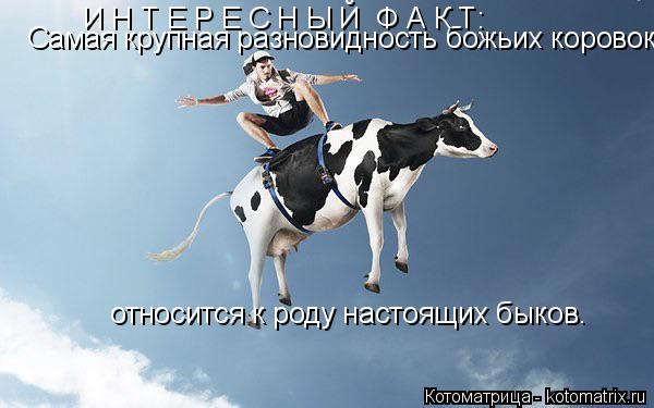 Котоматрица: Самая крупная разновидность божьих коровок И Н Т Е Р Е С Н Ы Й  Ф А К Т: относится к роду настоящих быков.