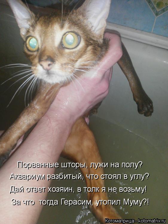 Котоматрица: Порванные шторы, лужи на полу? Аквариум разбитый, что стоял в углу? Дай ответ хозяин, в толк я не возьму! За что  тогда Герасим, утопил Муму?!