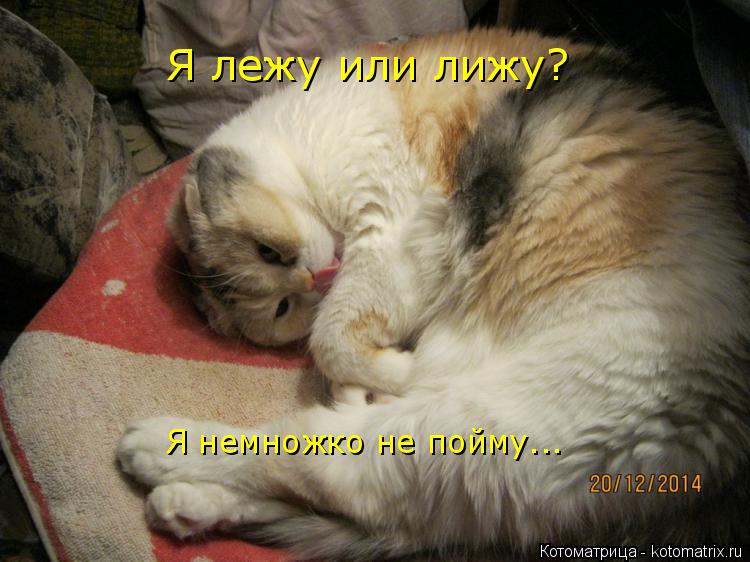 Я лежу или лижу? Я немножко не пойму...... Котоматрица: Я лежу или лижу? Я немножко не пойму...