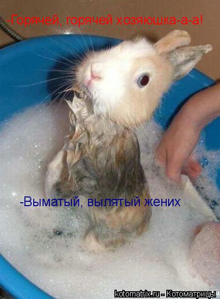 Котоматрица: -Горячей, горячей хозяюшка-а-а! -Выматый, вылятый жених