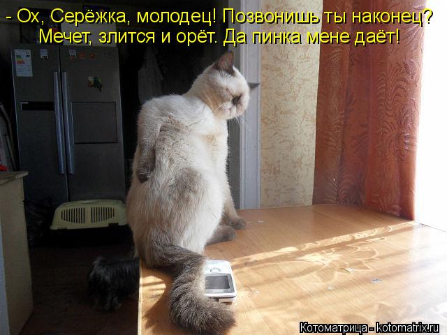 Котоматрица: - Ох, Серёжка, молодец! Позвонишь ты наконец?   Мечет, злится и орёт. Да пинка мене даёт!
