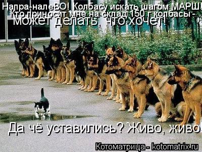 Котоматрица: Напра-налеВО! Колбасу искать шагом МАРШ! Кто приносит мне на склад 150 г колбасы -  может делать, что хочет! Да чё уставились? Живо, живо!