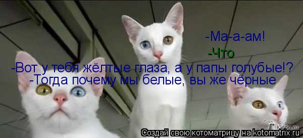 Котоматрица: -Ма-а-ам! -Что -Вот у тебя жёлтые глаза, а у папы голубые!? -Тогда почему мы белые, вы же чёрные