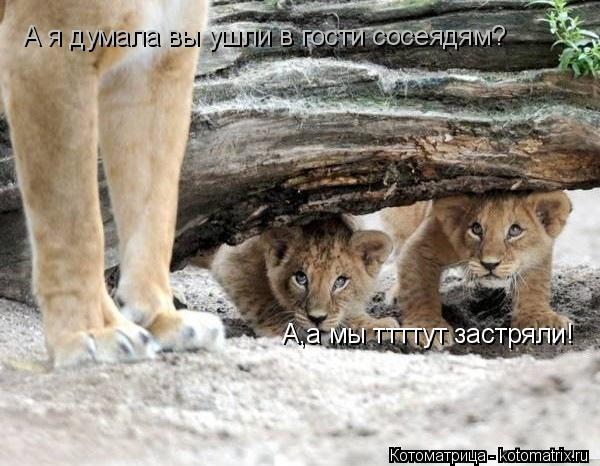 Котоматрица: А,а мы ттттут застряли! А я думала вы ушли в гости сосеядям?