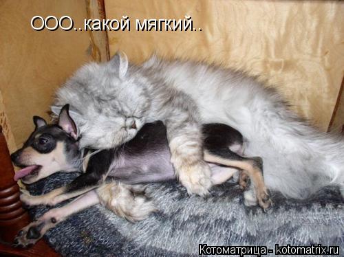 ООО..какой мягкий..... Котоматрица: ООО..какой мягкий..
