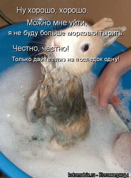 Котоматрица: Ну хорошо, хорошо. Можно мне уйти, я не буду больше морковки тырить. Честно, честно! Только дайте плиз на последок одну!