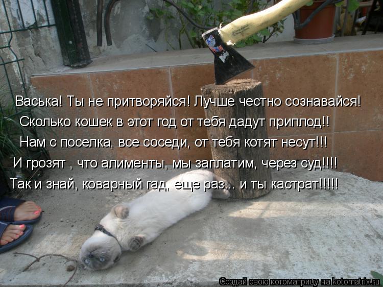Котоматрица: Васька! Ты не притворяйся! Лучше честно сознавайся! Сколько кошек в этот год от тебя дадут приплод!! Нам с поселка, все соседи, от тебя котят н