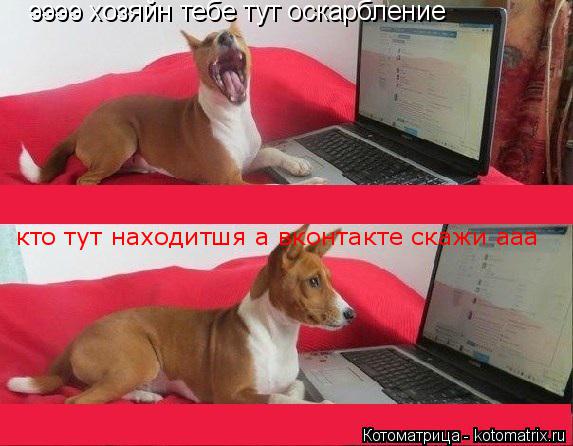 Котоматрица: ээээ хозяйн тебе тут оскарбление кто тут находитшя а вконтакте скажи ааа