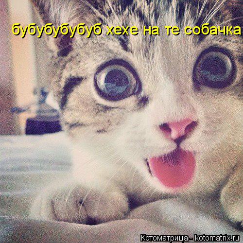 Котоматрица: бубубубубуб хехе на те собачка