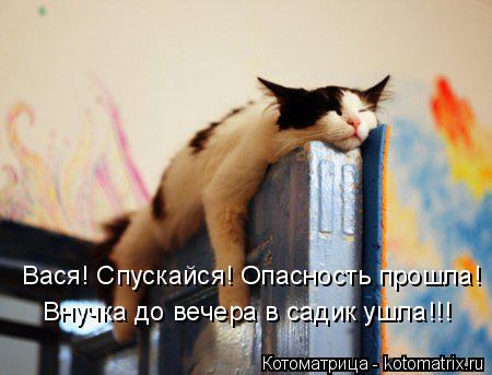 Котоматрица: Вася! Спускайся! Опасность прошла! Внучка до вечера в садик ушла!!!