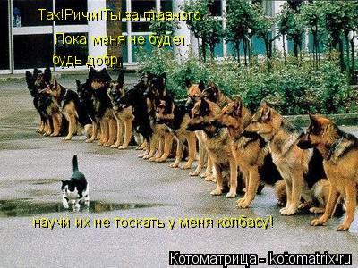 Котоматрица: Так!Ричи!Ты за главного.. Пока меня не будет.. будь добр, научи их не тоскать у меня колбасу!