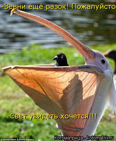 Котоматрица: -Зевни ещё разок! Пожалуйсто -Зевни ещё разок! Пожалуйсто -Свет увидеть хочется!!! -Свет увидеть хочется!!!