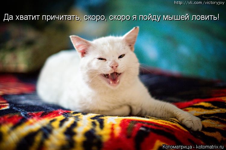 Котоматрица: Да хватит причитать, скоро, скоро я пойду мышей ловить! http://vk.com/victoryjoy