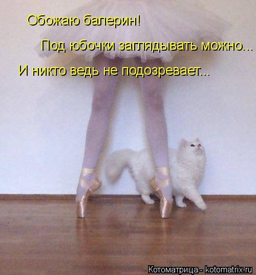 Котоматрица: Обожаю балерин! Под юбочки заглядывать можно... И никто ведь не подозревает...