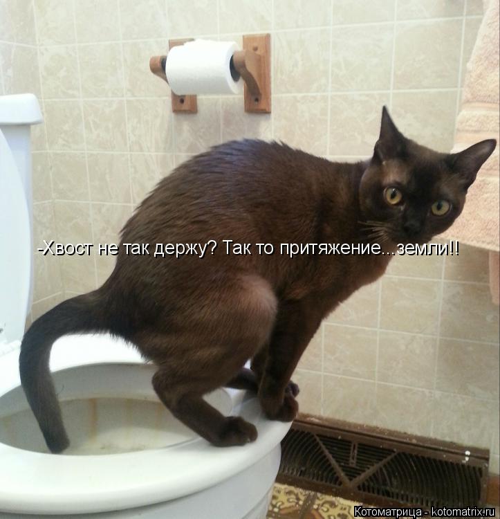 Котоматрица: -Хвост не так держу? Так то притяжение...земли!!