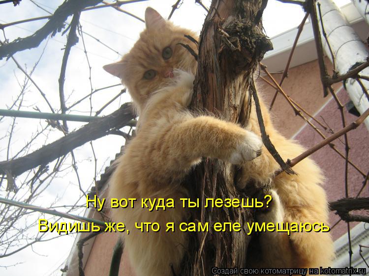 Котоматрица: Ну вот куда ты лезешь? Видишь же, что я сам еле умещаюсь